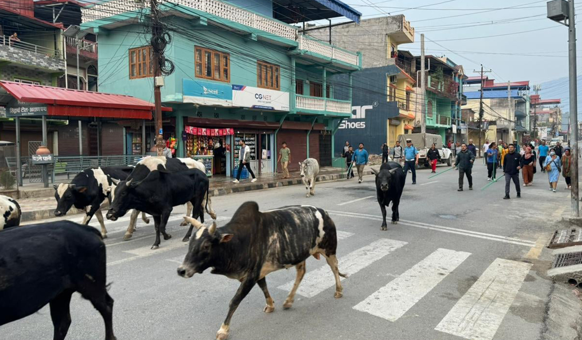 छाडा चौपाया व्यवस्थानमा जुट्दै बुटवल उपमहानगर